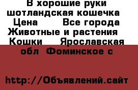 В хорошие руки шотландская кошечка › Цена ­ 7 - Все города Животные и растения » Кошки   . Ярославская обл.,Фоминское с.